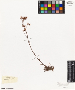 Saxifraga longifolia