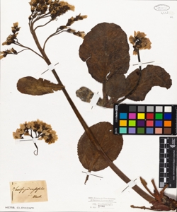 Saxifraga crassifolia