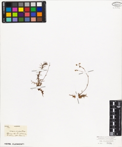 Saxifraga arenarioides