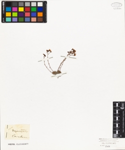 Saxifraga diapensioides