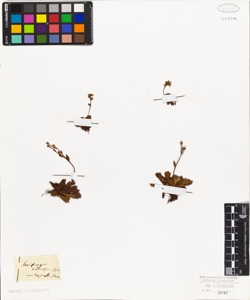 Saxifraga androsacea