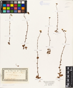 Saxifraga bulbifera L. L.