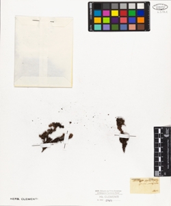 Saxifraga oppositifolia