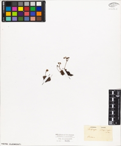 Saxifraga atropurpurea