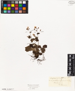 Saxifraga rotundifolia