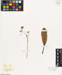 Saxifraga hieracifolia