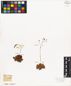 Saxifraga cuneifolia