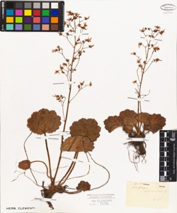 Saxifraga sarmentosa L.