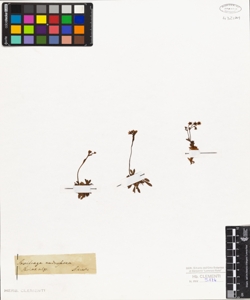 Saxifraga androsacea