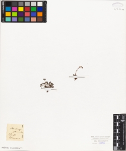 Saxifraga gemmulosa Boiss.