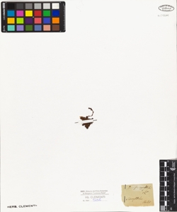 Saxifraga oppositifolia