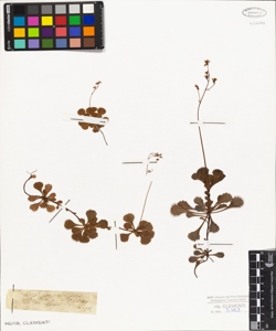 Saxifraga cuneifolia