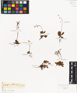 Saxifraga stellaris Linn.