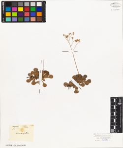 Saxifraga cuneifolia