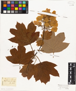 Hydrangea quercifolia W.