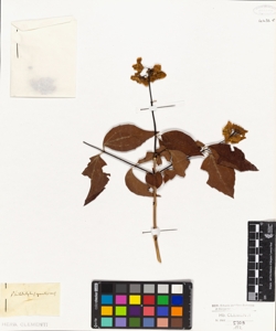 Philadelphus grandiflorus