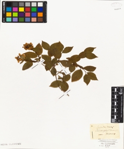 Philadelphus communis