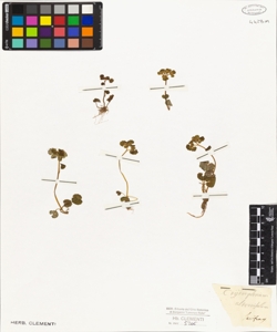 Chrysosplenium alternifolium