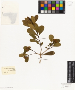 Pittosporum viridiflorum