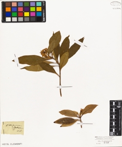 Pittosporum undulatum