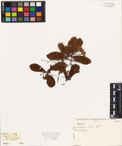 Crataegus crus-galli