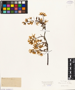 Petromeles botryapium