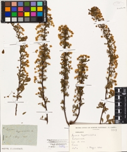 Spiraea hypericifolia