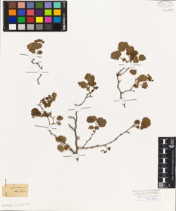 Spiraea triloba