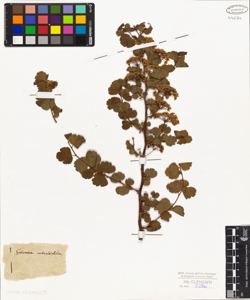 Spiraea rotundifolia