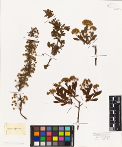 Spiraea hypericifolia