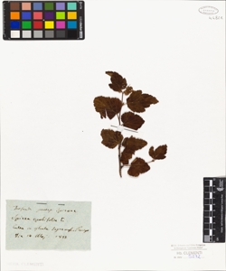 Spiraea opulifolia L.