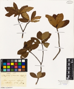 Mespilus chamaemespilus L.