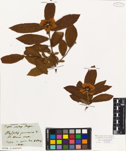 Mespilus germanica L.