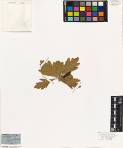 Mespilus pyarolus? All.