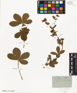 Potentilla atropurpurea