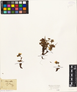 Potentilla clusiana Jacq?