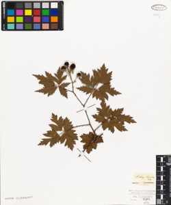 Rubus laciniatus