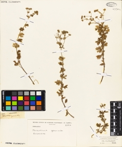 Potentilla geranioides