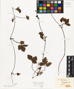 Duchesnea fragiformis