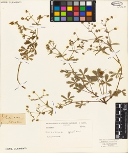 Potentilla guentheri