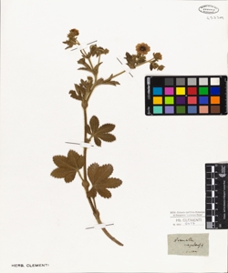 Potentilla nepalensis