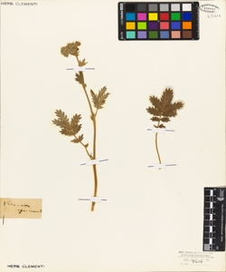 Potentilla agrimonoides