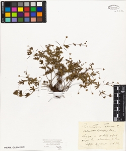 Potentilla sylvestris ?