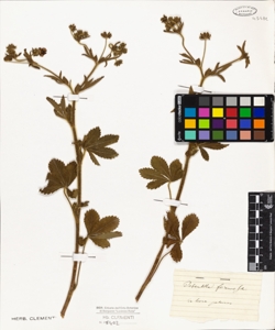 Potentilla formosa