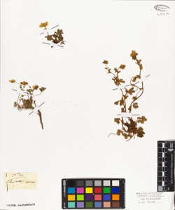 Potentilla aurea