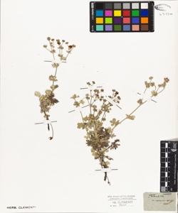 Potentilla canescens