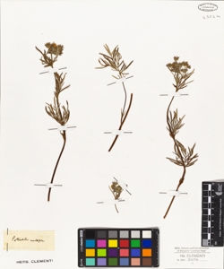 Potentilla multifida