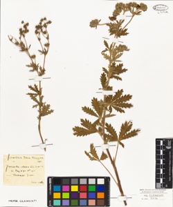 Potentilla collina Wib.