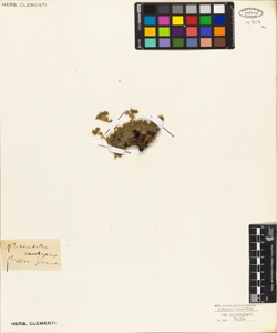 Potentilla caulescens