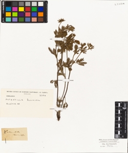 Potentilla laciniosa